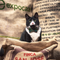 The Blitzen - Cat / Dog Bow Tie