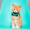 The Next Stop, Miami - Cat Bow Tie - Limited Edition