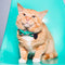 The Next Stop, Miami - Cat Bow Tie - Limited Edition