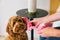 Paw Talk 80s Phone Plush Dog Toy
