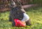 Mutt Mushroom - Dog Toy